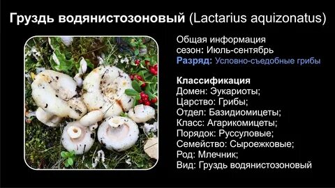 Груздь какой род