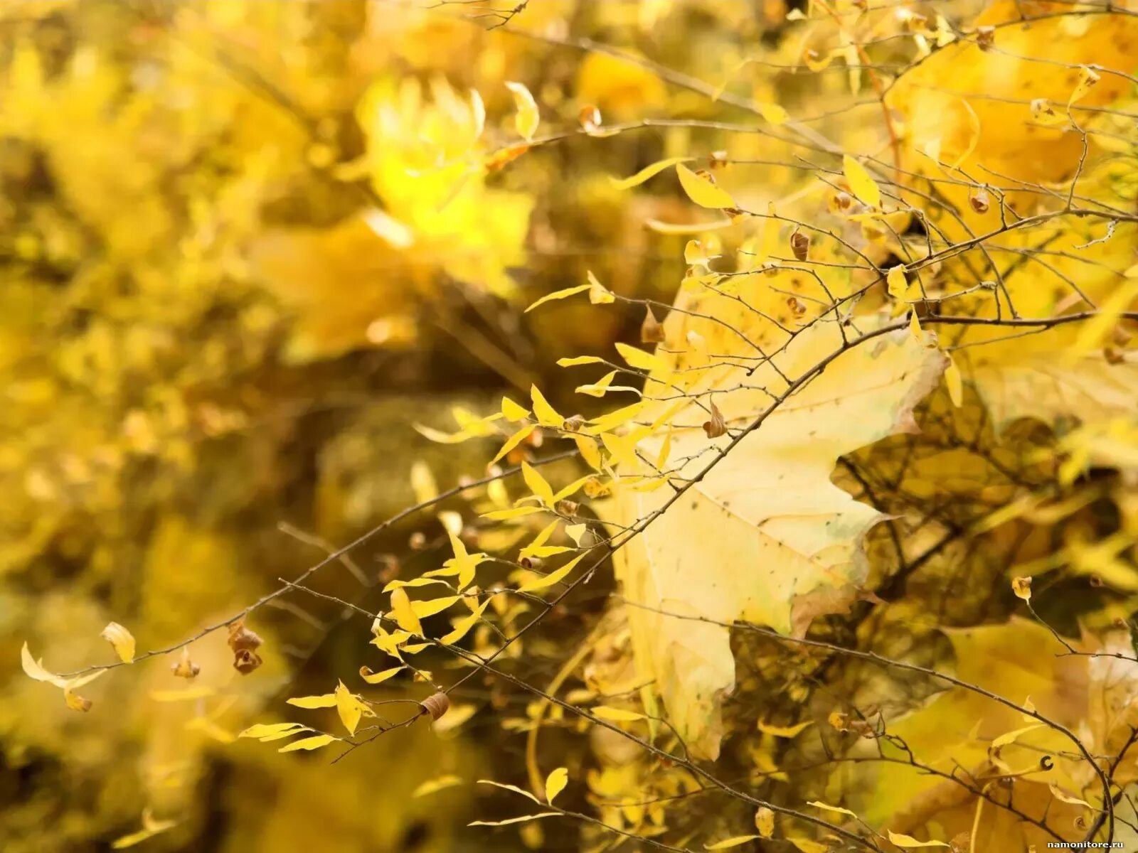 Осень осень золотом одетая. Фотообои на андроид золотая осень. gold nature. эх золотые времена. henney&#039;s&quot; autumn gold.