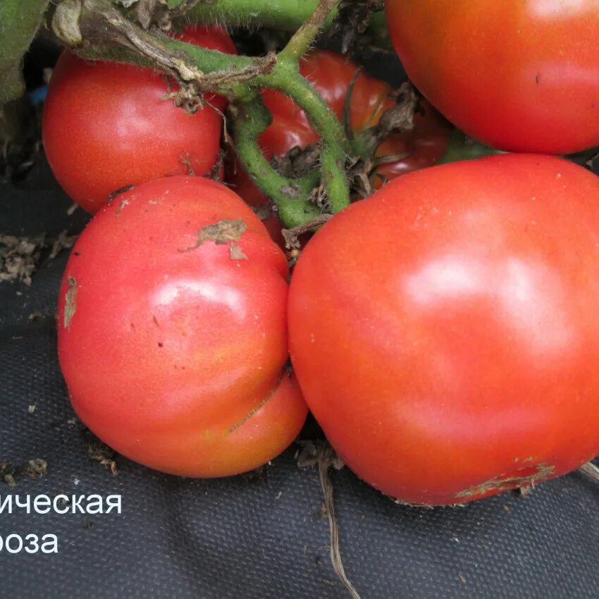 сорта томатов бизон. помидоры сорт бизон черный. томат полосатый бизон. томат розовый бизон. томат бизон оранжевый.