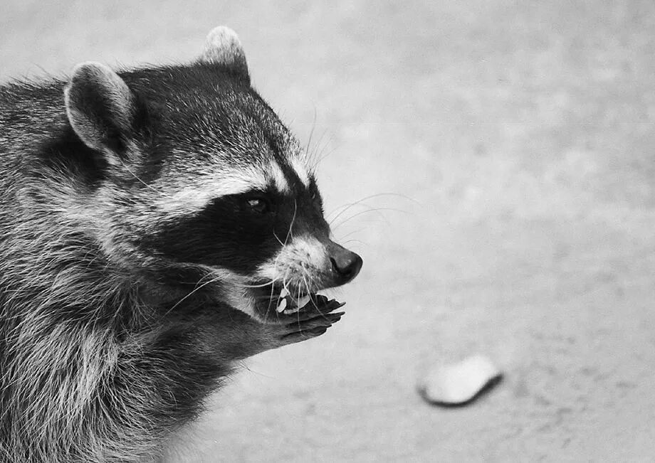 спасибо за внимание енотик. енот-полоскун. злой енот полоскун. енот полоскун лапки. коварный енот.