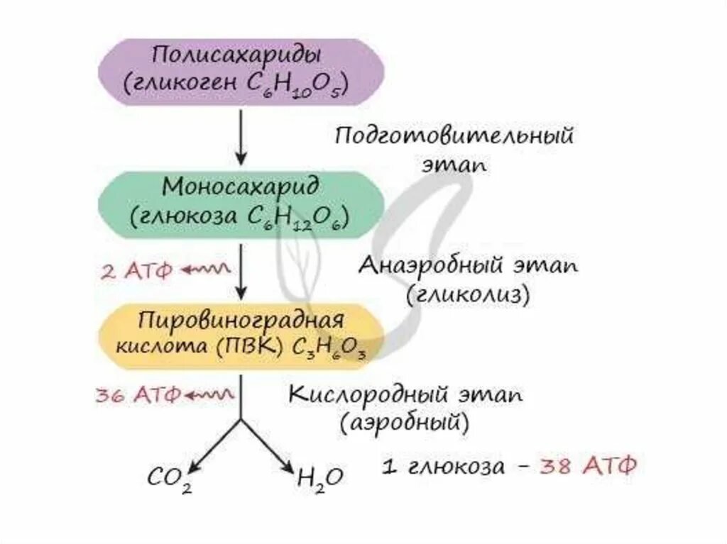Преобразование энергии атф в энергию глюкозы. Этапы энергия обмена веществ схема. Энергетический обмен общая схема. Подготовительный этап энергетического обмена схема. Кислородный этап энергетического обмена схема.