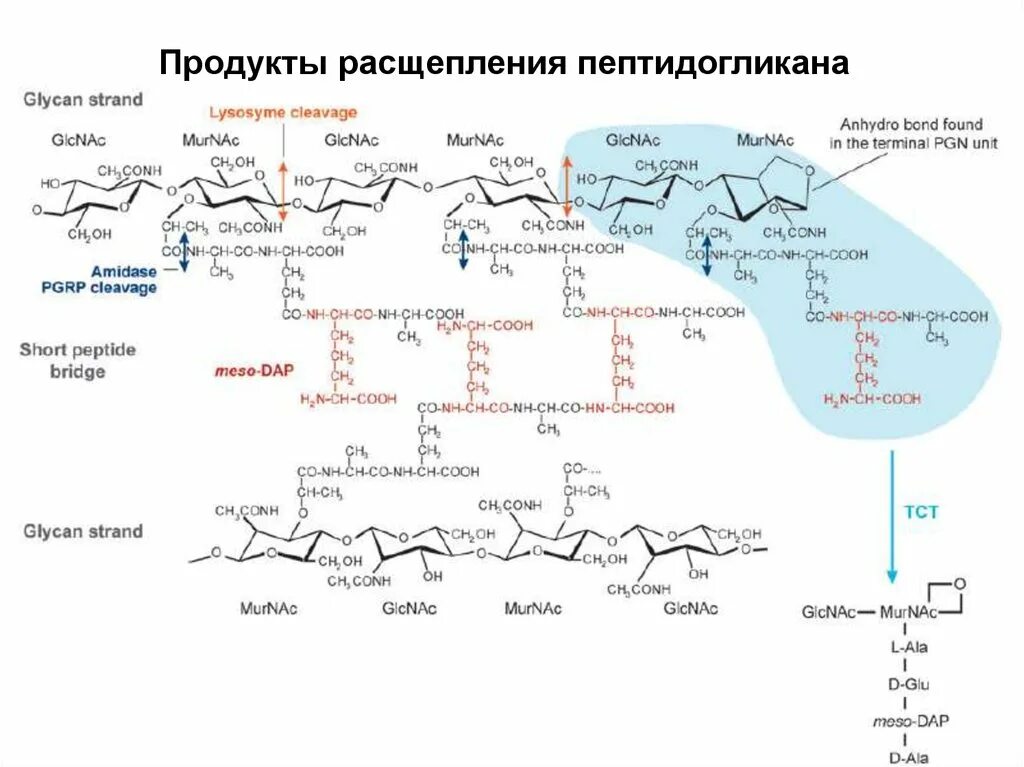 Продукты распада воды. Биосинтез пептидогликана. Синтез пептидогликана схема. Продукты расщепления. Схема структуры пептидогликана.