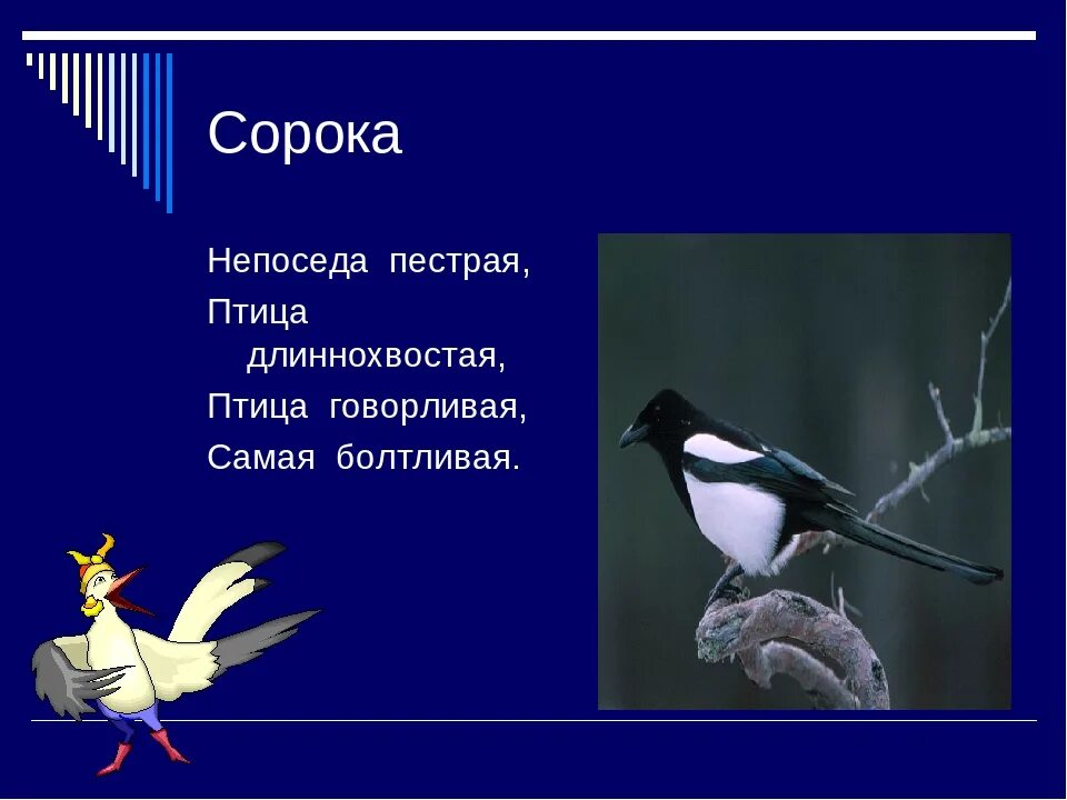 Какое чувство вызвала у тебя сорока выскочка. Загадка про сороку. Стих про сороку. Непоседа пестрая птица длиннохвостая. Загадка про сороку для детей.