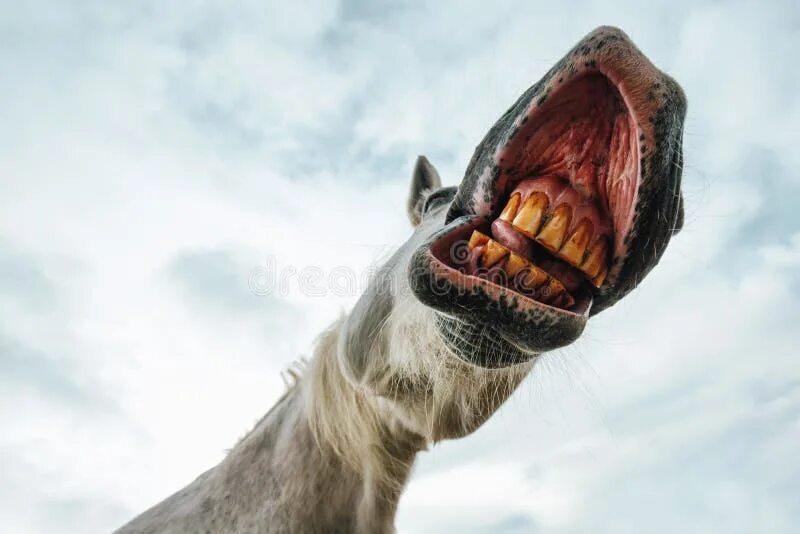 Horses mouth. Смешная морда лошади. Лошадь с открытым ртом. Губы лошади. Лошадь с открытым ртом.