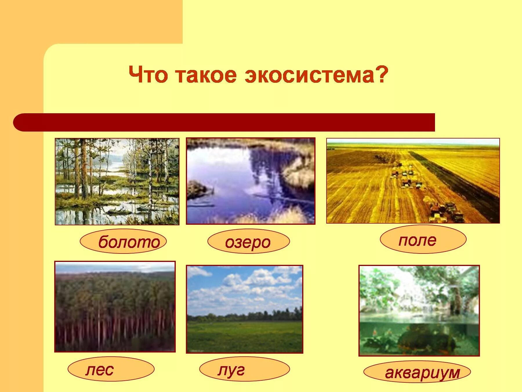 Природное сообщество лес луг озеро. Природные экологические системы. Экосистемы озеро, болото, луг, лес, поле. Экологические системы бывают. Природные экосистемы.