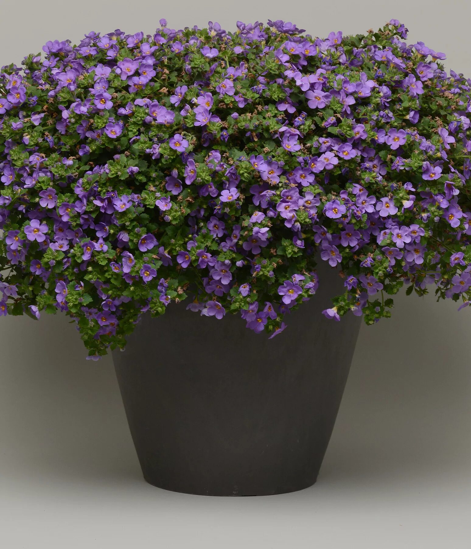 цветок бакопа ампельная. бакопа индиго блю. бакопа ампельная. бакопа отзывы. бакопа ампельная.