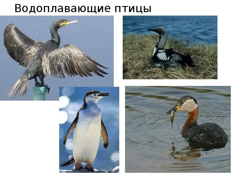 Какие птицы водоплавающие. Птицы водоплавающие и околоводные. Какие птицы водоплавающие. Какие птицы водоплавающие. Какие птицы водоплавающие.