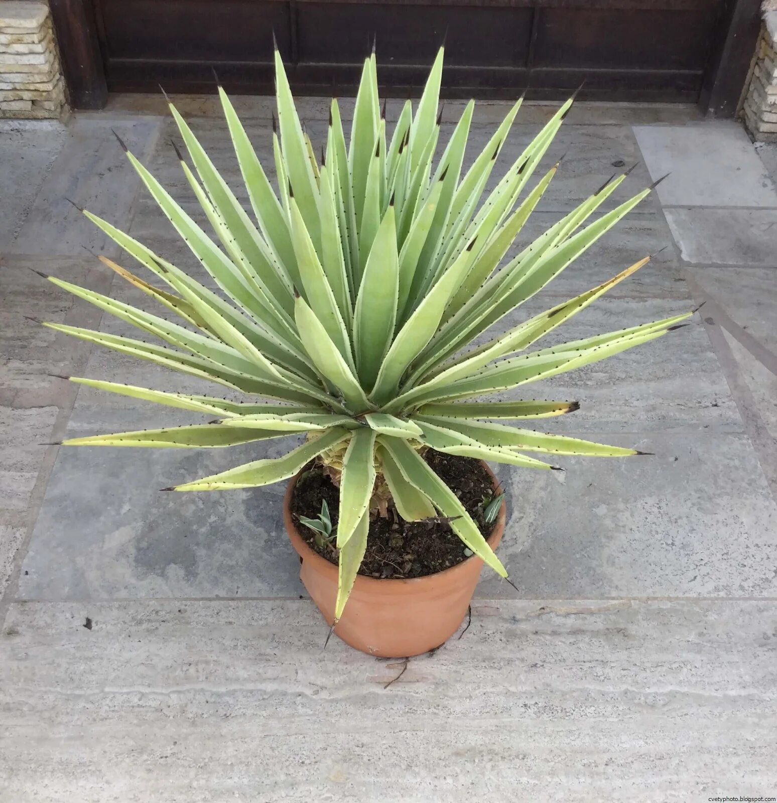 Агава цветок комнатный. Agave angustifolia 'marginata'. Агава алоэвидная. Агава карликовая. Агава уход