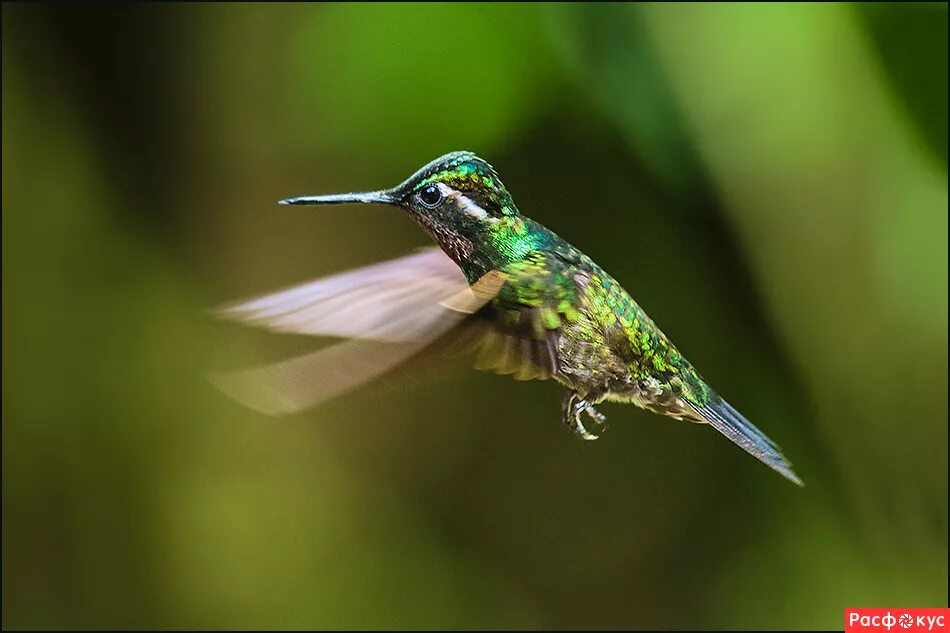 винногорлая колибри. колибри размер. птичка которая может зависать на месте. колибри сколько взмахов крыла. колибри взмах крыльев.