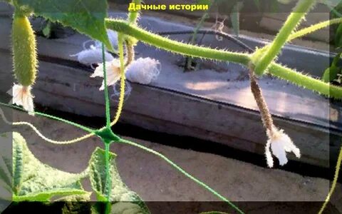 Почему огурцы желтеют на подоконнике и сохнут