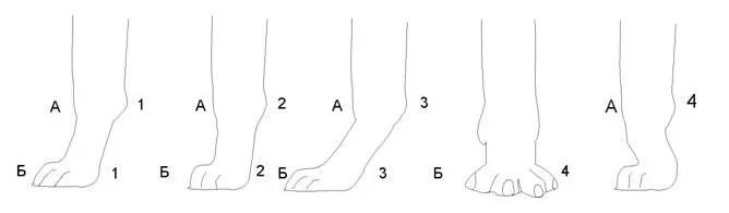 Как понять лапки. Слабые пясти у щенка немецкой овчарки. Наклонная пясть у собак. Слабые пясти у собак немецкой овчарки.