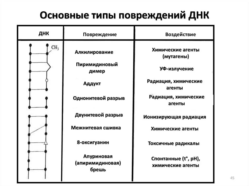 Типы повреждений ДНК. Основные типы повреждения ДНК. Факторы вызывающие повреждения ДНК. Повреждение ДНК химическими мутагенами.