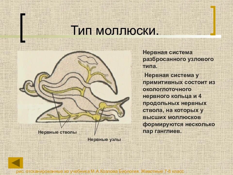 Имеет разбросанную узловую нервную систему