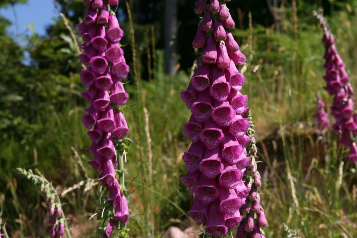 Опасные цветы. Наперстянка пурпуровая. Наперстянка пурпуровая (digitalis purpurea). Наперстянки пурпуровой (дигиталис). Наперстянка карлик красный.