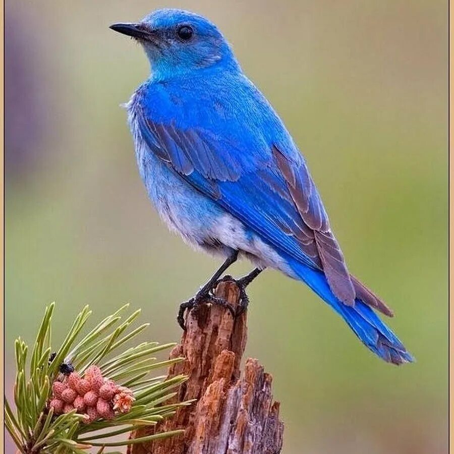 Синяя птица апрель. Блю сиалия голубая птичка. Синяя птица лиловый Дрозд. Сиалия птица. Сиалия Лазурная птица.