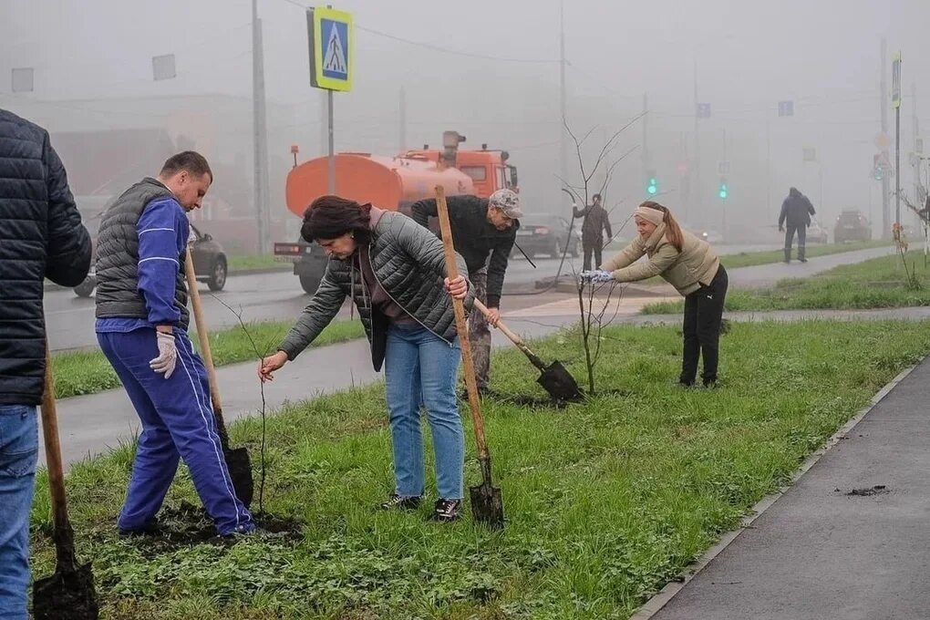 Высадили участника сво. Общегородской субботник Курск. Субботник в МКД. Высадка деревьев в Курске.