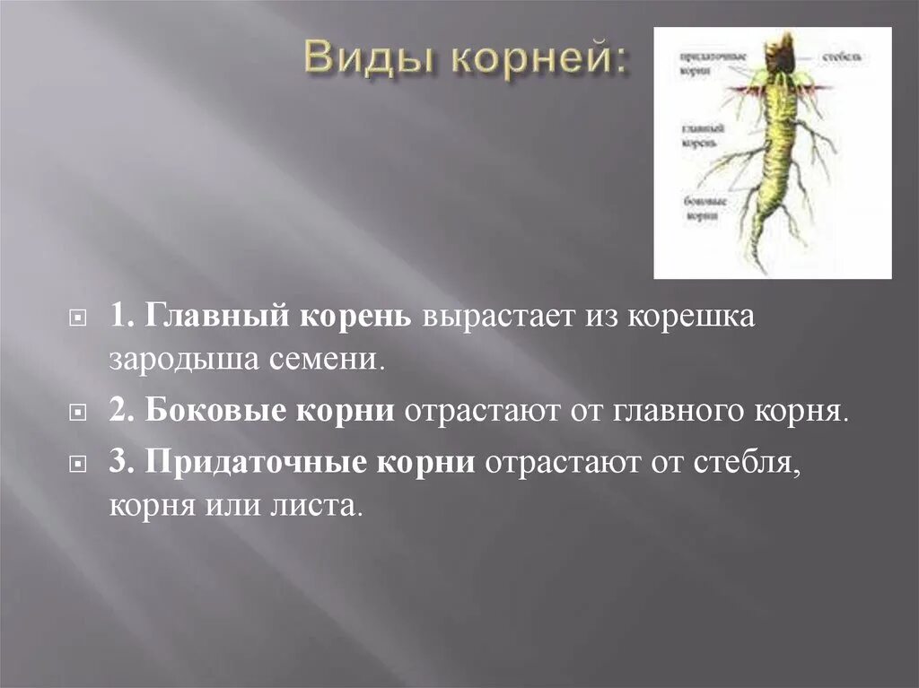 Строение корня. Внешнее строение корня. Боковые корни отрастают от.