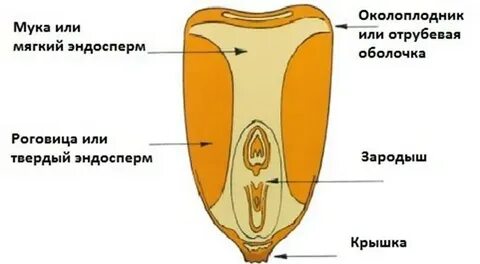 Что находится в зародыше семени