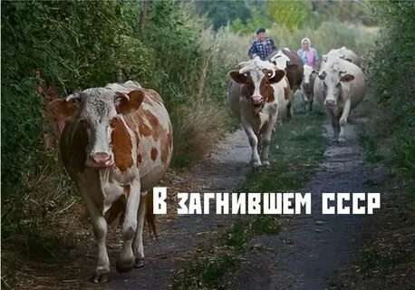 Коров пасти в деревне