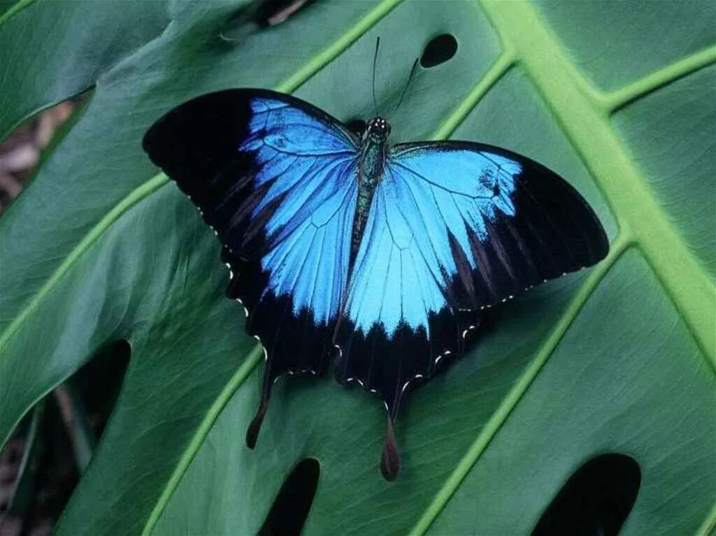 Название самых красивых бабочек. Парусник Улисс (Papilio Ulysses). Бабочка парусник Улисс. Махаон Маака бабочка. Парусник Уиллис бабочка.