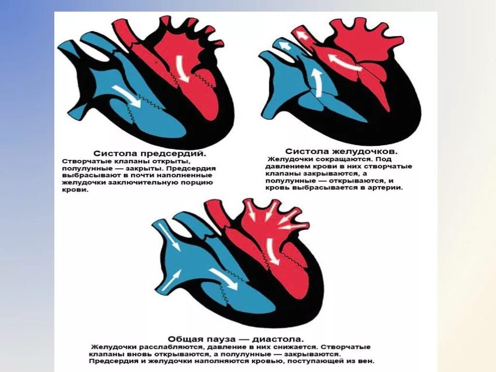 Во время систолы предсердий полулунные клапаны открыты. Створчатые и полулунные клапаны систола. Систола желудочков створчатые клапаны. Систола желудочков створчатые клапаны и полулунные. Систола предсердий створчатые клапаны.