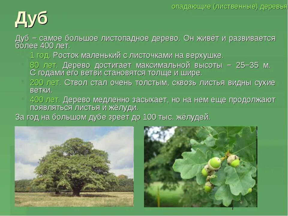 Дуб какой класс. Рассказ о дубе. сообщение о дереве. презентация на тему деревья. доклад о дереве.