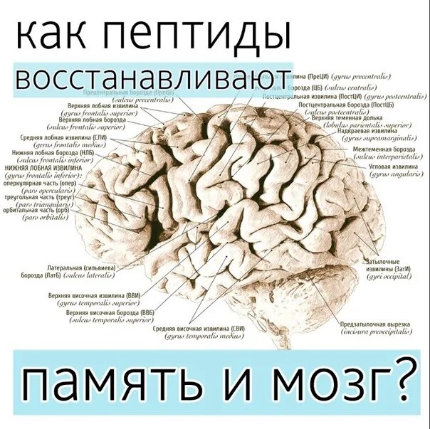 Мозги терапия инструкция. Пептиды для мозга препараты. Пластичность мозга. Таблетки для мозгов. Нейропептиды мозга.