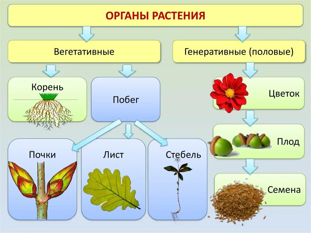 Что из перечисленного относится к вегетативным органам. Таблица вегетативные органы генеративные органы. Вегетативные и генеративные органы растений таблица. Вегетативные и генеративные органы растений. Вегетативные органы высший растений.