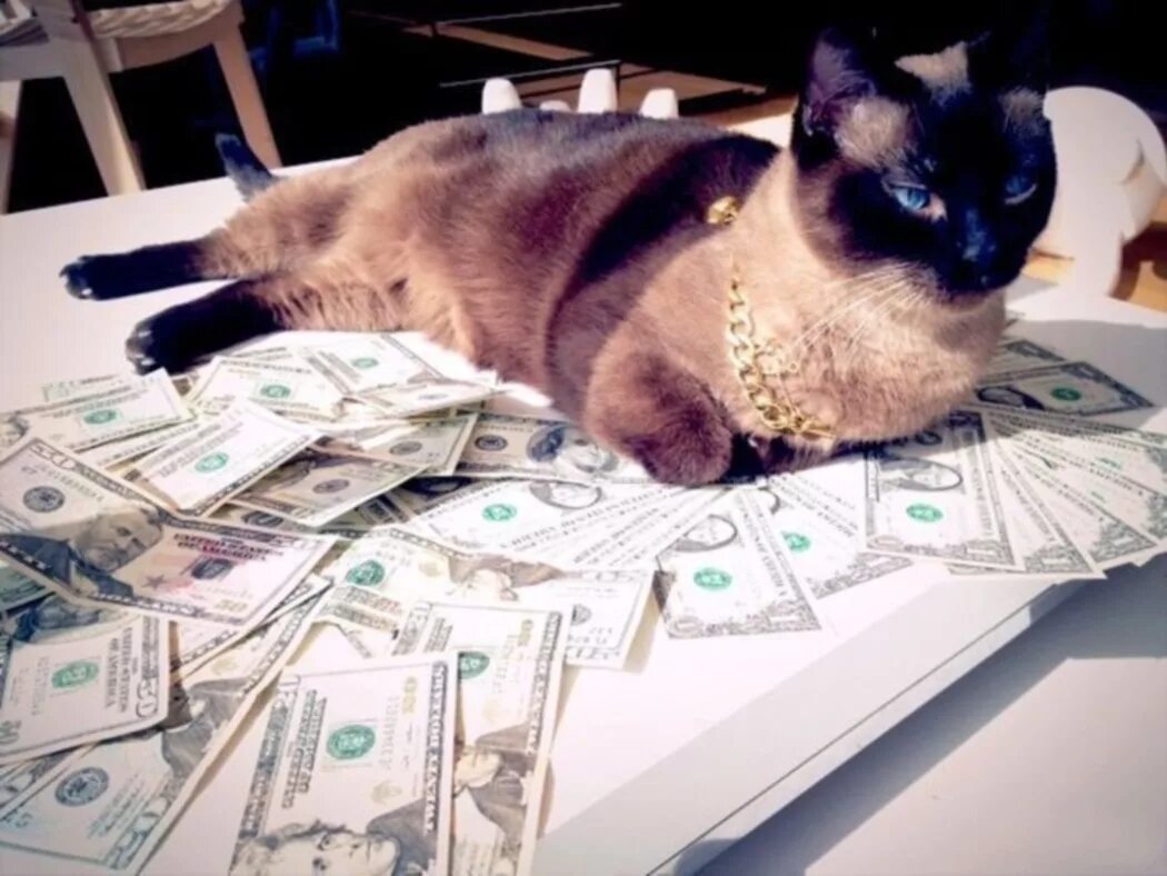 Casino cat official money cat fun. Денежный котик. Котик с деньгами. Крутые коты. Богатый кот.