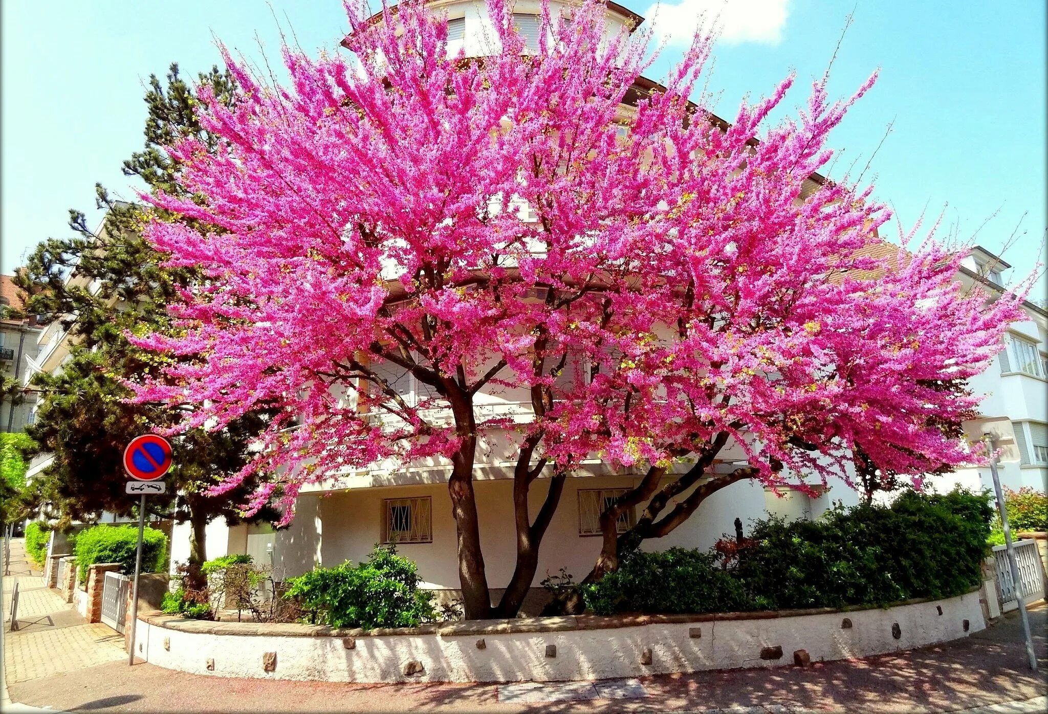 Дерево весной название цветет. Баньян дерево цветение. Сакура Делоникс. Красивоцветущие деревья. Земляничное дерево, железное дерево, шелковая Акация, рододендрон.