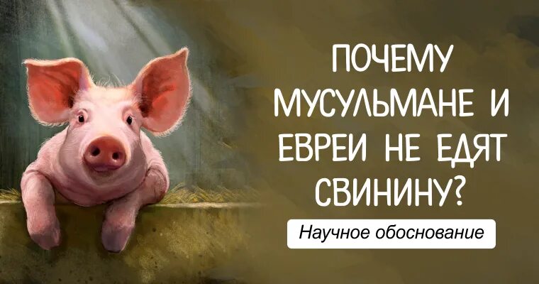 Почему свинье не есть