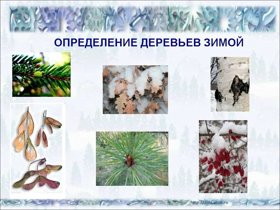 По каким признакам можно определить деревья. Деревья и кустарники в зимнем наряде. растения и деревья зимой. растения зимой для дошкольников. несколько деревьев и кустарников в зимнем наряде.
