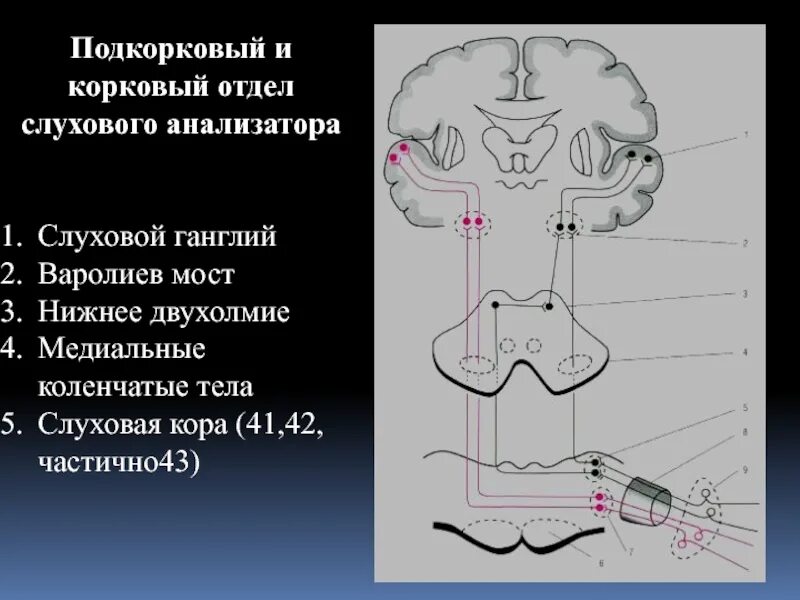 Корковые отделы слух анализатора. Локализация коркового центра слухового анализатора. Корковый центр слухового анализатора расположен в. Проводниковый отдел слухового анализатора схема.