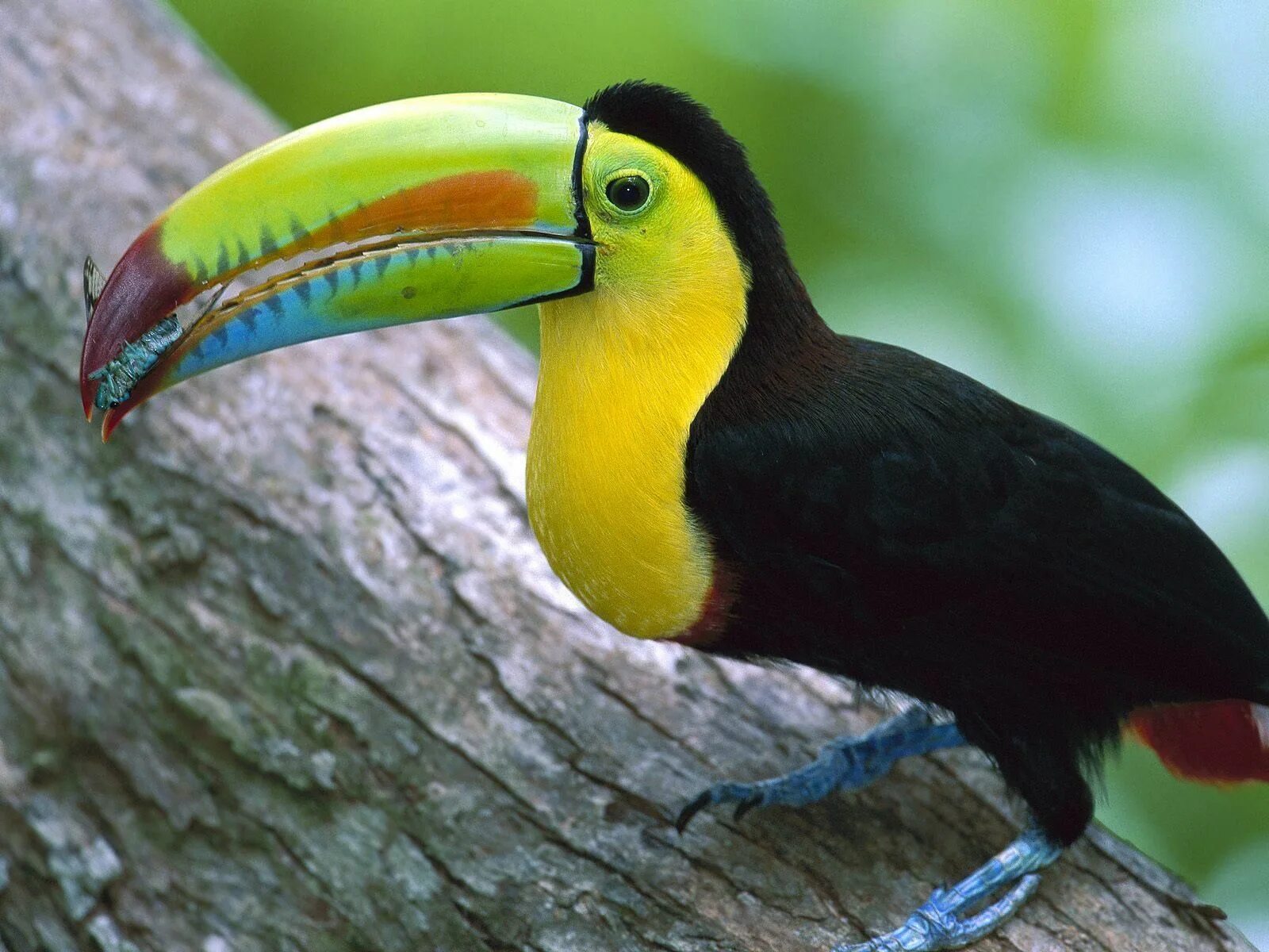 Тукан Южная Америка. Тука попугай Южной Америки. Желтоклювый Тукан. Радужный Тукан.