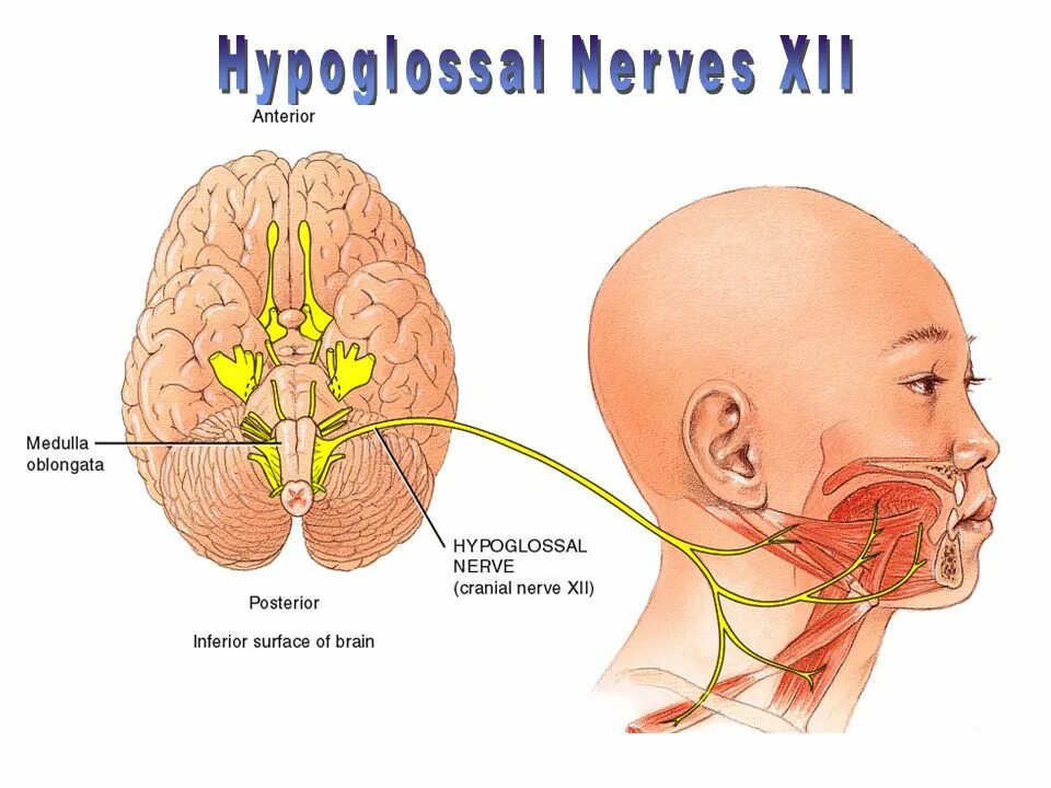 Подъязычный нерв. XII пара - подъязычный нерв. Подъязычный нерв анатомия. Иннервация подъязычного нерва. Поражение подъязычного нерва