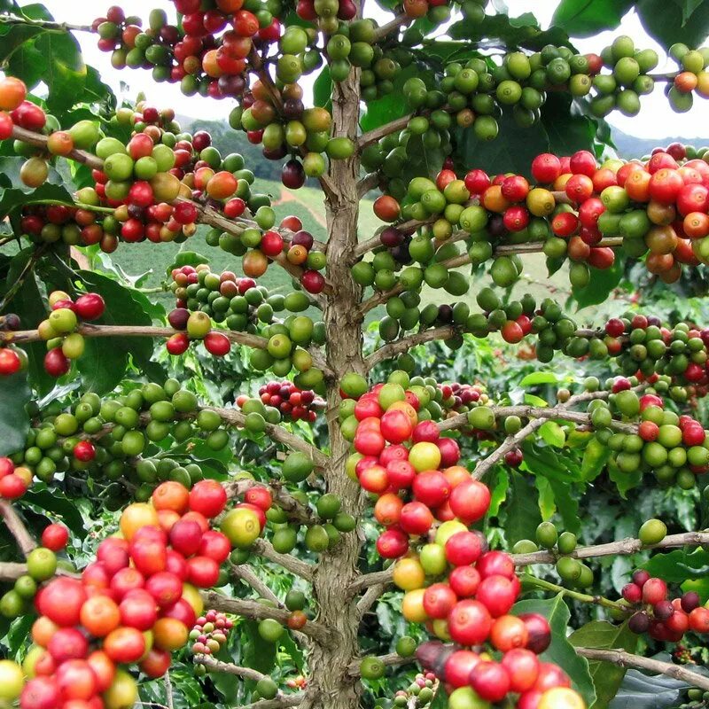 Сосед кофейного дерева. Coffea Arabica растение. Кофе Аравийский Арабика. Кофейное дерево (Coffea).