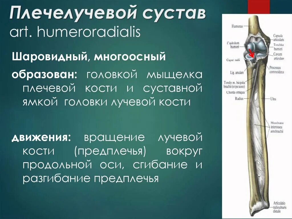 Дистальный лучелоктевой сустав анатомия. Проксимальный лучелоктевой сустав. Локтевой сустав articulatio cubiti образован. Плечевой лучелоктевой сустав. Соединения локтевой кости