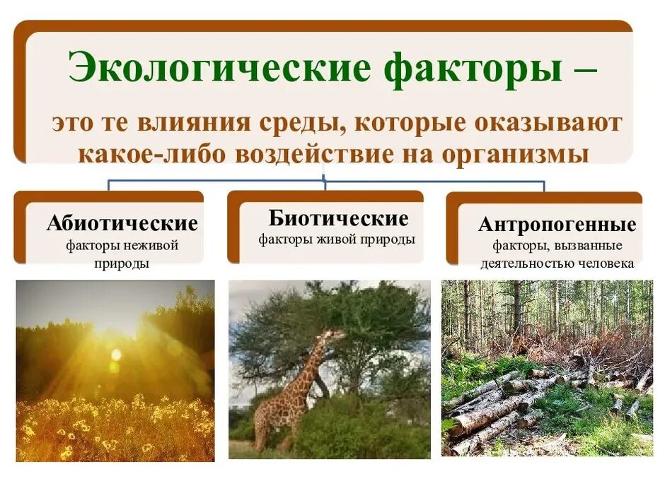 Группы факторов экологии