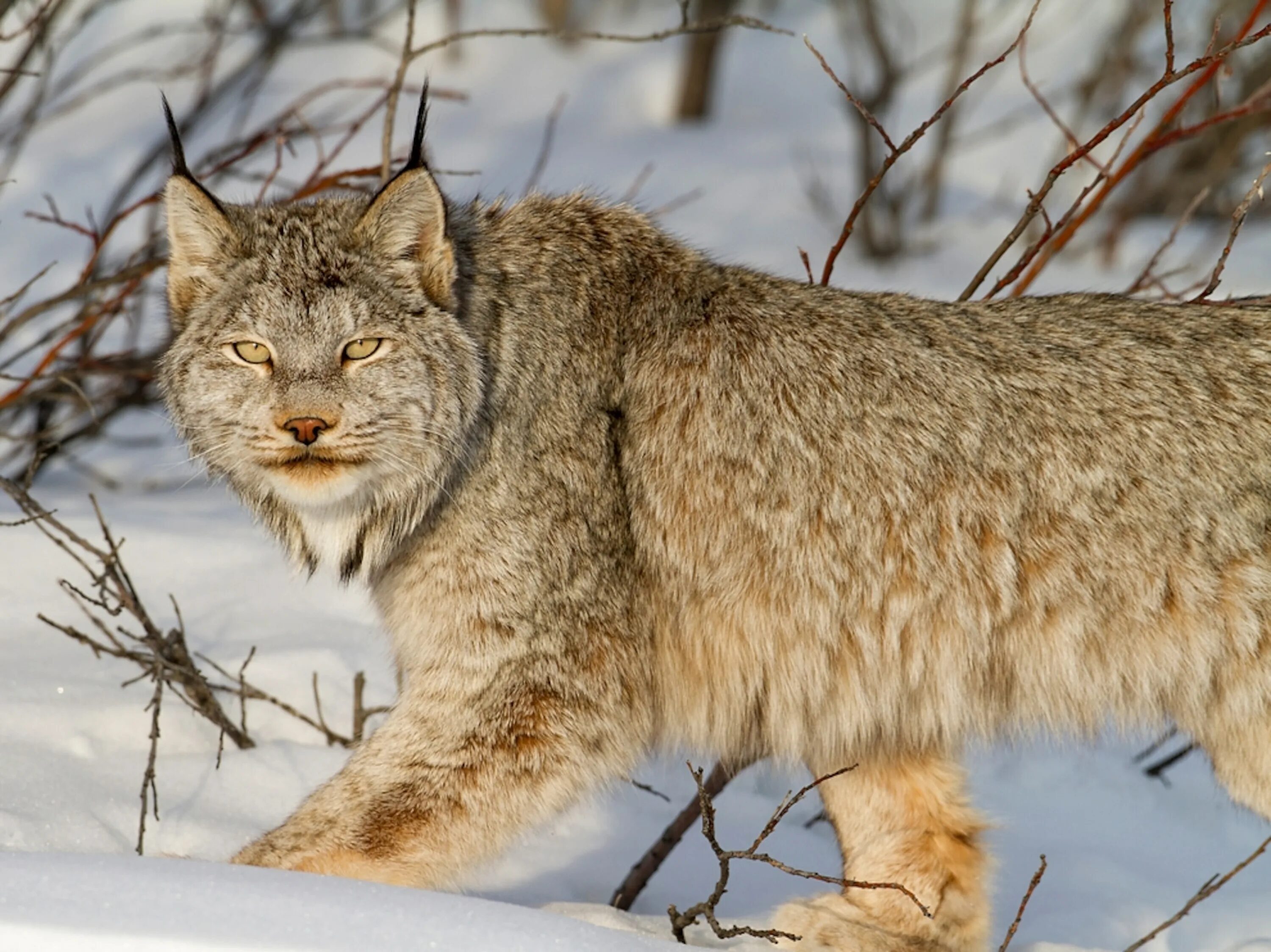 Рысь обыкновенная Lynx Lynx Linnaeus, 1758. Lynx canadensis. Канада Канадские рыси. Рысь Уссурийской тайги.