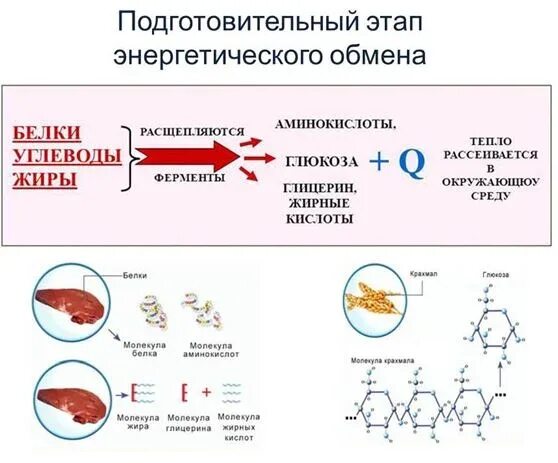 Подготовительный этап белки. Подготовительный этап обмена белков. Подготовительный этап энергетического обмена. Диссимиляция белков. Белки подготовительный этап обмена веществ.