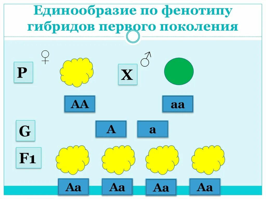 Первое правило гибридов первого поколения. Схема единообразия гибридов первого поколения. Единообразие первого поколения. Закон единообразия гибридов первого поколения. Единообразие гибридов.