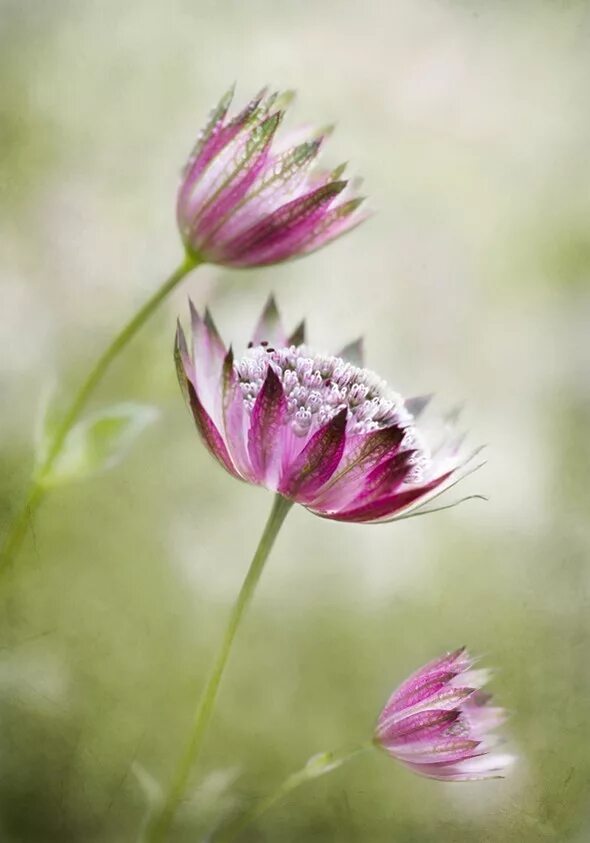 Фотограф Мэнди Дишер. Тасира Дишер. Нежный цветок. Нежные цветочки. Удивительная нежность