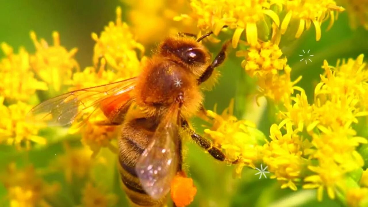Пчела карника. Будит пчел. Медоносная пчела. Медоносная пчела. Башкирская бортевая пчела.