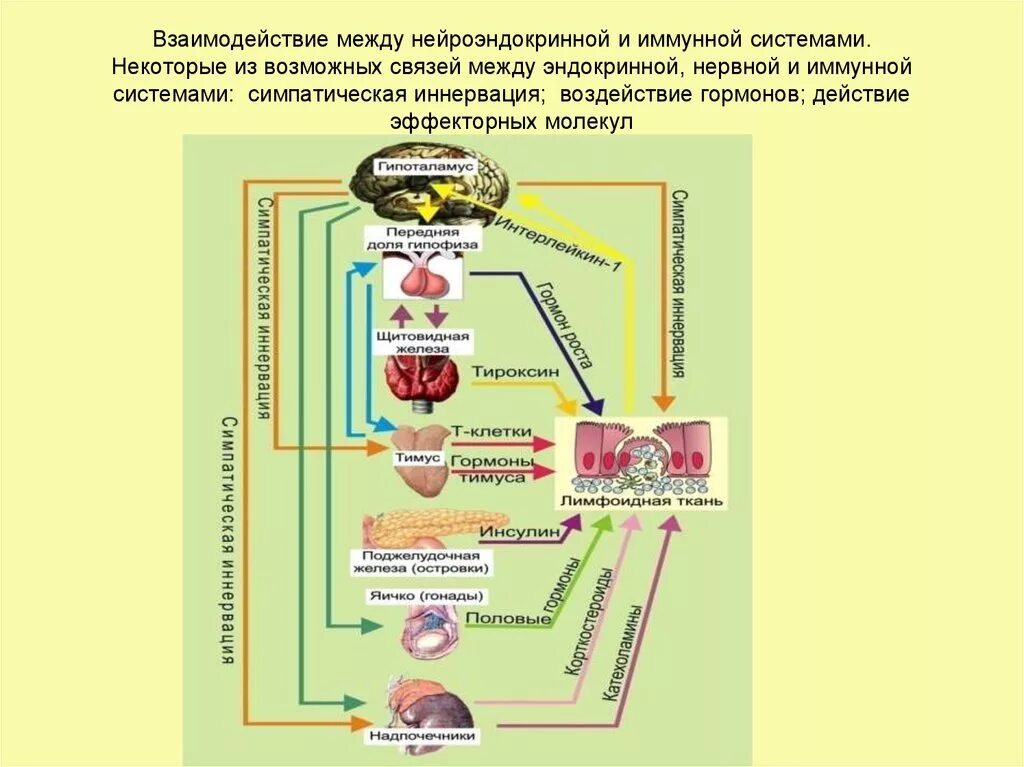 Иммунная связь. Взаимосвязь иммунной нервной и эндокринной системы. Взаимодействие между нейроэндокринной и иммунной системами. Схема взаимодействия нервной иммунной и эндокринной систем. Нейроэндокринная система регуляции.