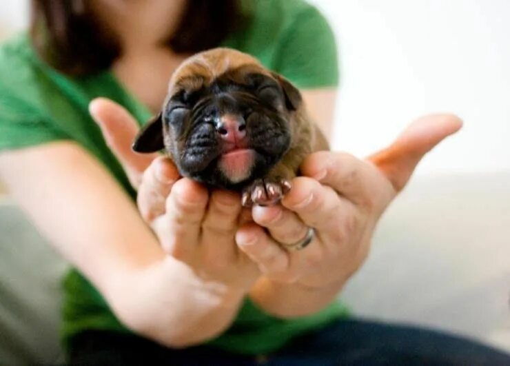 Don t mess with the puppy
