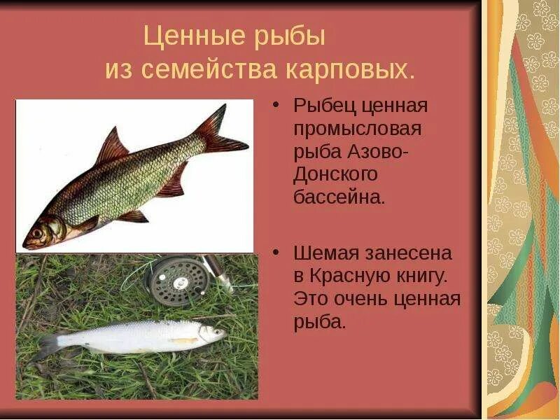 Сазан с крупной чешуей. Род плотвы. Представителями карпообразных являются:. Рыбец карповые. Карповые семейство рыб.