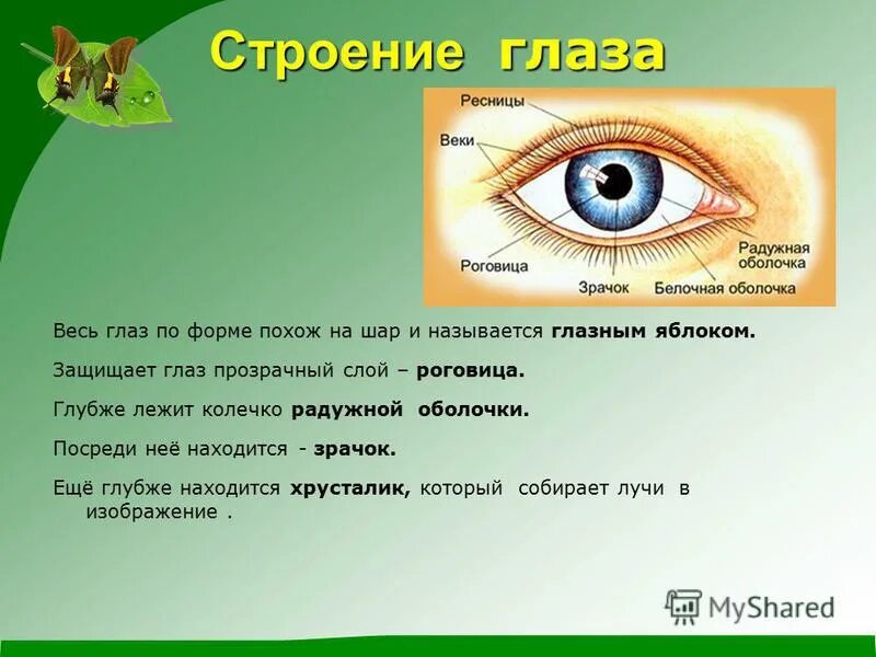 Глаз мир 4. Строение зрачка глаза человека. Глаз презентация 4 класс. Как беречь глаза. Зрачок расположен в середине.