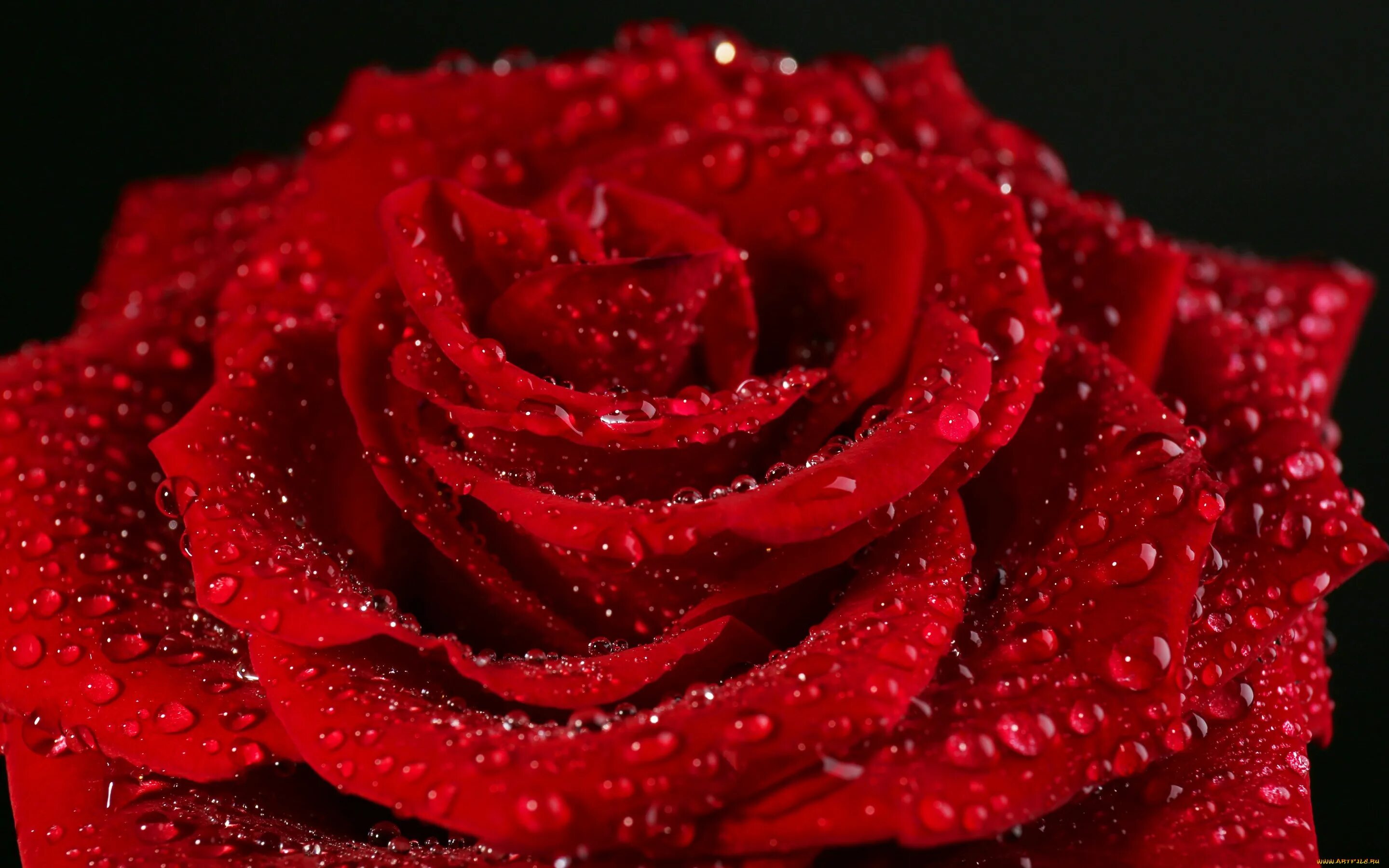 Красный также. Алая роза. Красные розы. Красивый красный. Самые красивые красные розы.