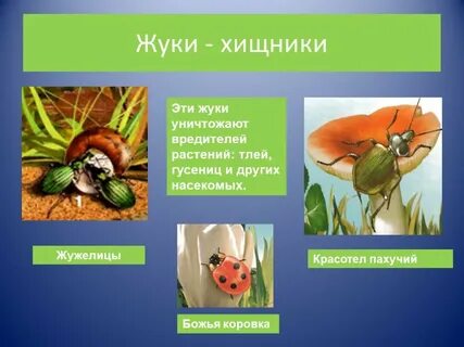 Муха травоядное или всеядное