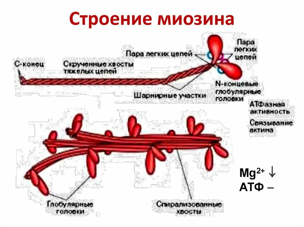 Состав актина. Миозин структура белка. Актин и миозин структура белка. Строение миозина биохимия. Структура актина и миозина.